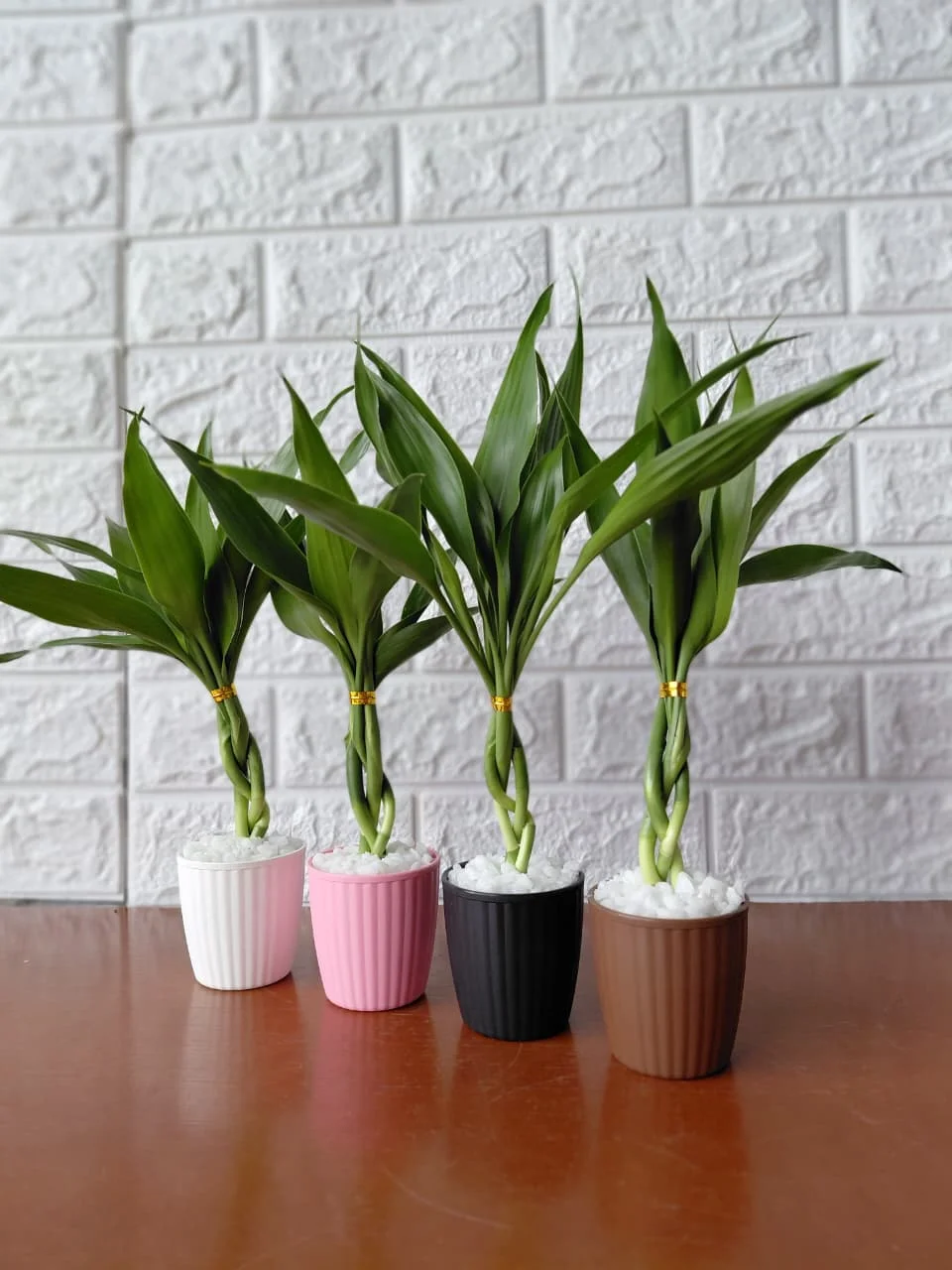 VASO BAMBU DA SORTE TRANÇA FENG SHUI 